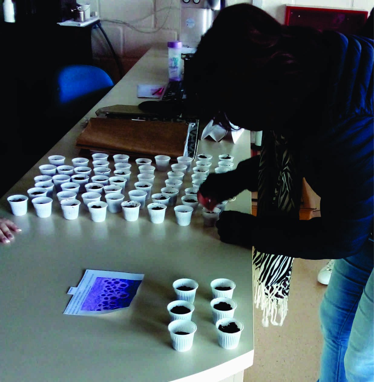 Plantação de Girassol